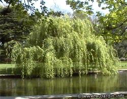 Le saule pleureur